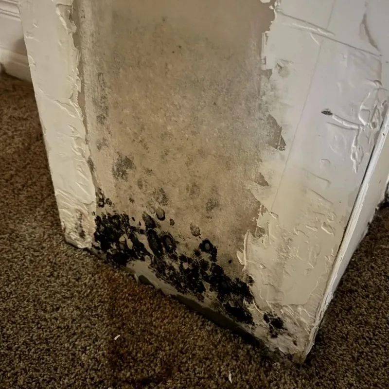 Professional Mold Removal in New Lexington, OH